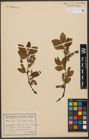 Foto von Salix silesiaca Willd.